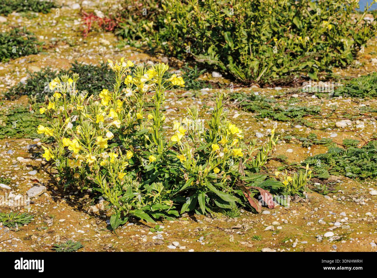 evening primrose (Oenothera spec.), blooming, Germany, Erdinger Moos Stock Photo