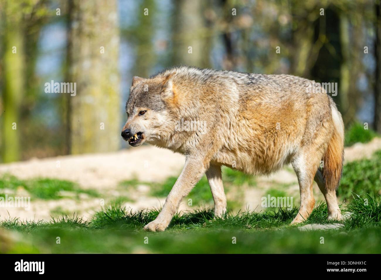 timber wolf, eastern timber wolf, Algonquin wolf, eastern wolf (Canis ...