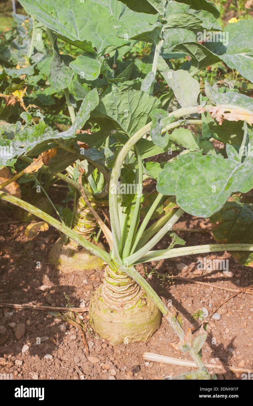 Germany Rapa Brassica rapa esculenta hi-res stock photography and images - Alamy