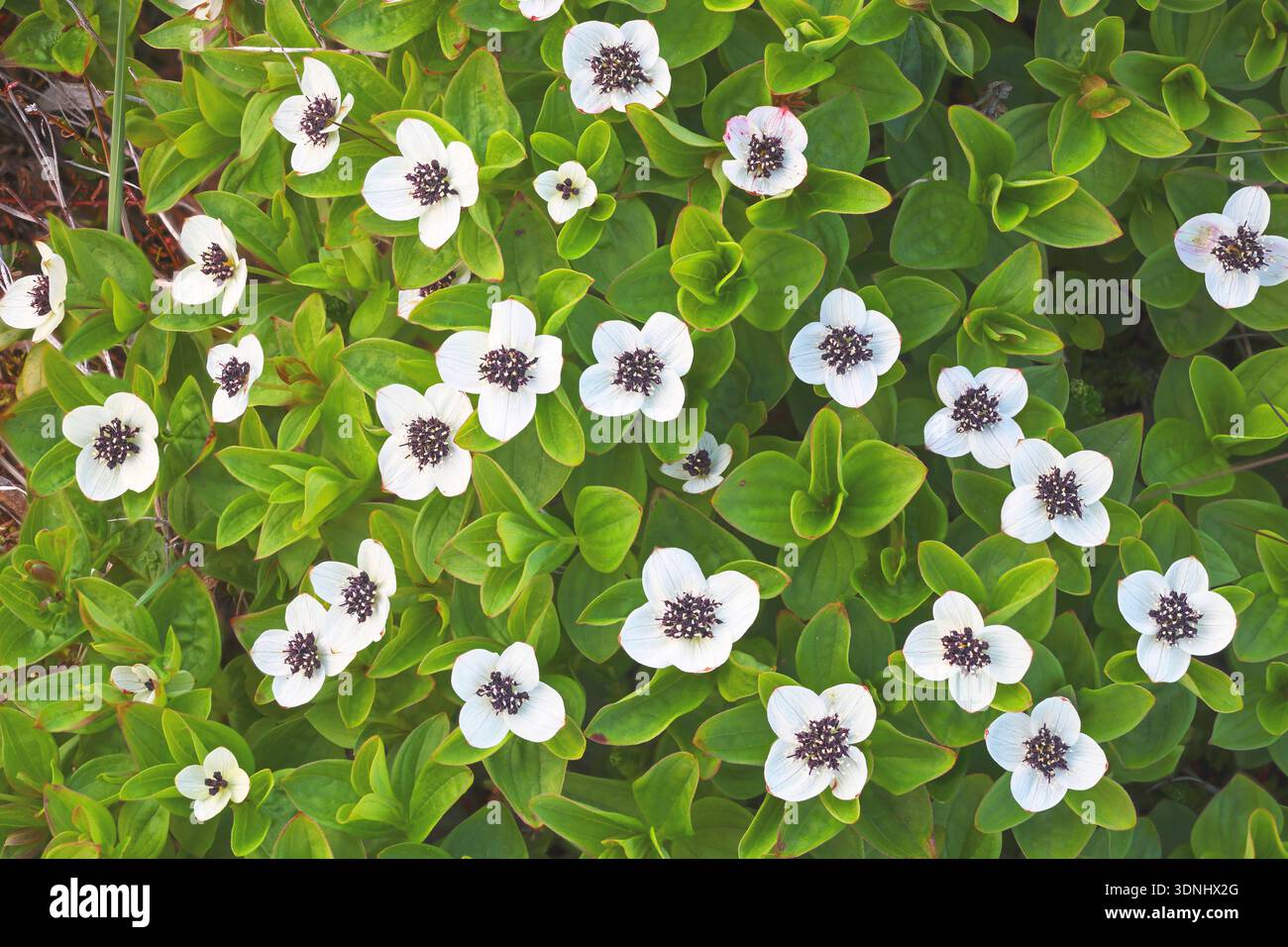 dwarf cornel, dogwood (Cornus suecica), blooming, Norway, Vesteralen Stock Photo