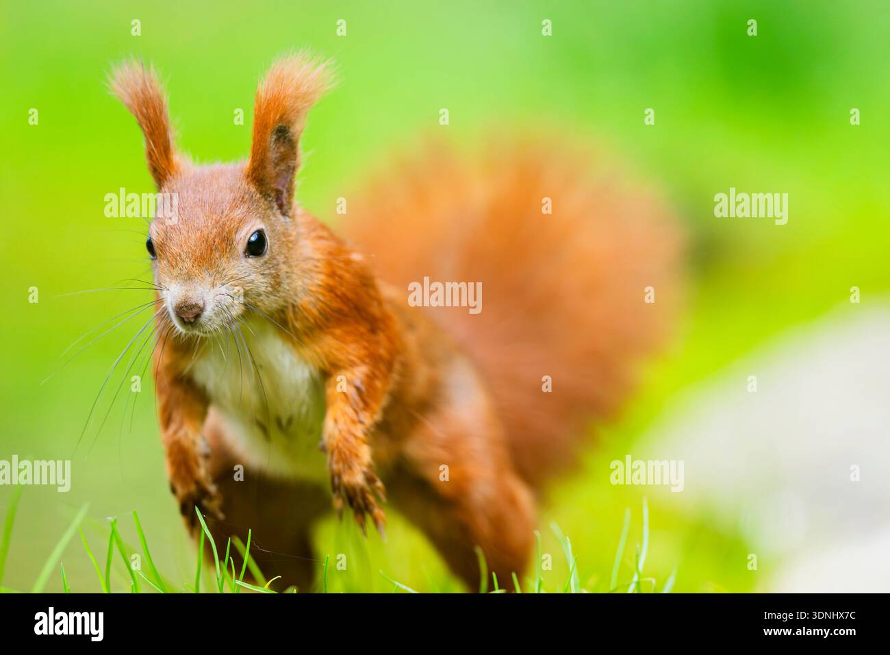Animal enthusiast photo hi-res stock photography and images - Alamy