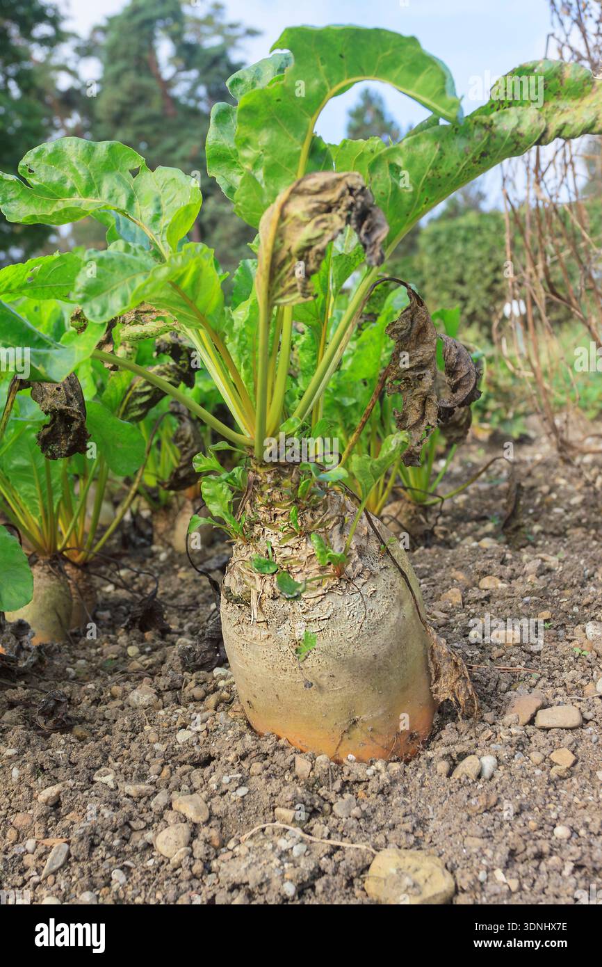 mangold wurzel, mangold, mangel beet, field beet, fodder beet (Beta ...