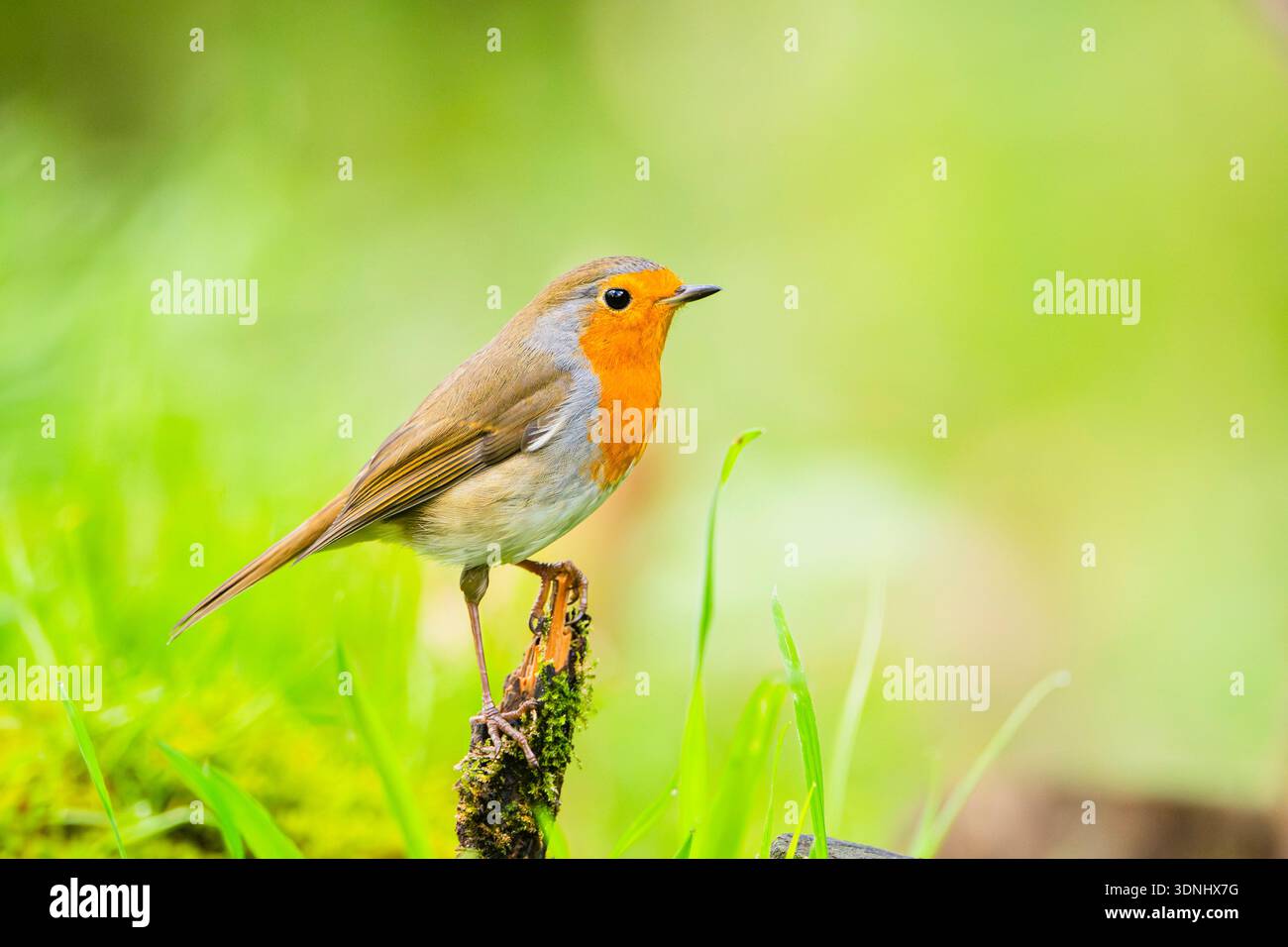 European robin (Erithacus rubecula), sitting on a tree stump, Germany, Bavaria Stock Photo