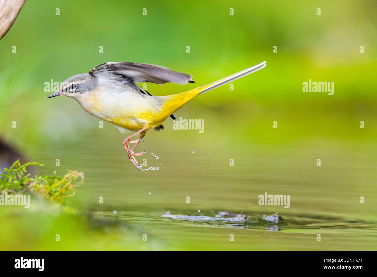 grey wagtail (Motacilla cinerea), jumping out of the water, Germany, Bavaria Stock Photo