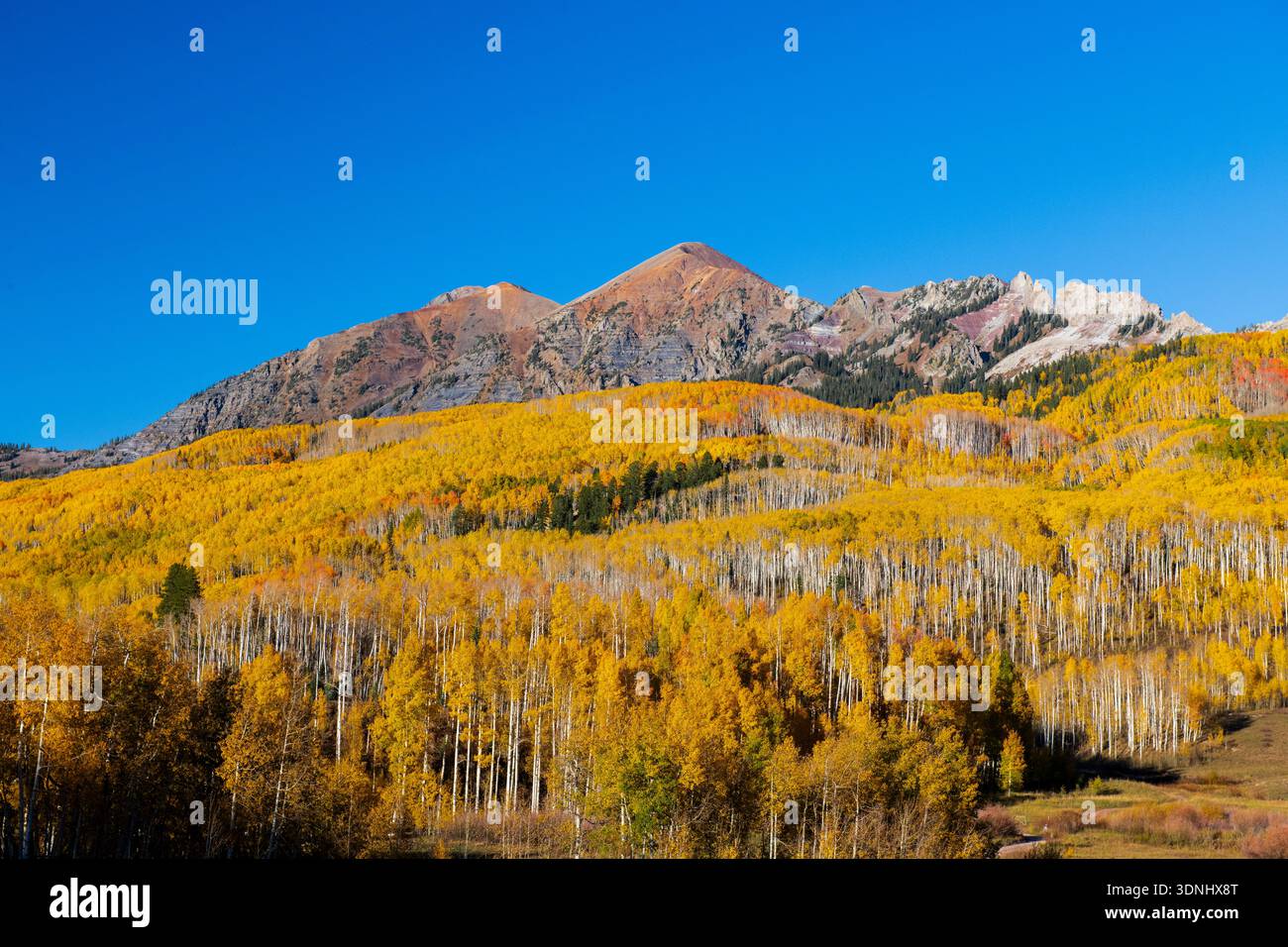 Aspen forest at peak fall foliage colors covering Ruby peak in Colorado Stock Photo