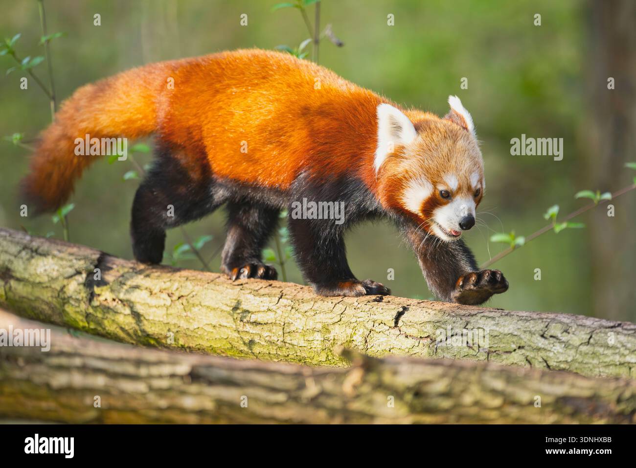 lesser panda, red panda (Ailurus fulgens), walking on a tree trunk Stock Photo