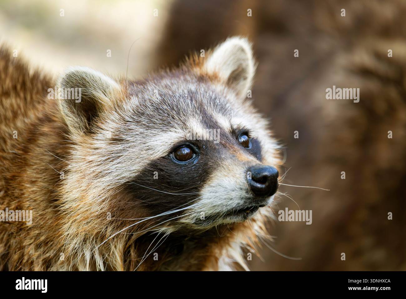 Side View Racoon common raccoon (Procyon lotor), portrait, side view, Germany, Bavaria ...