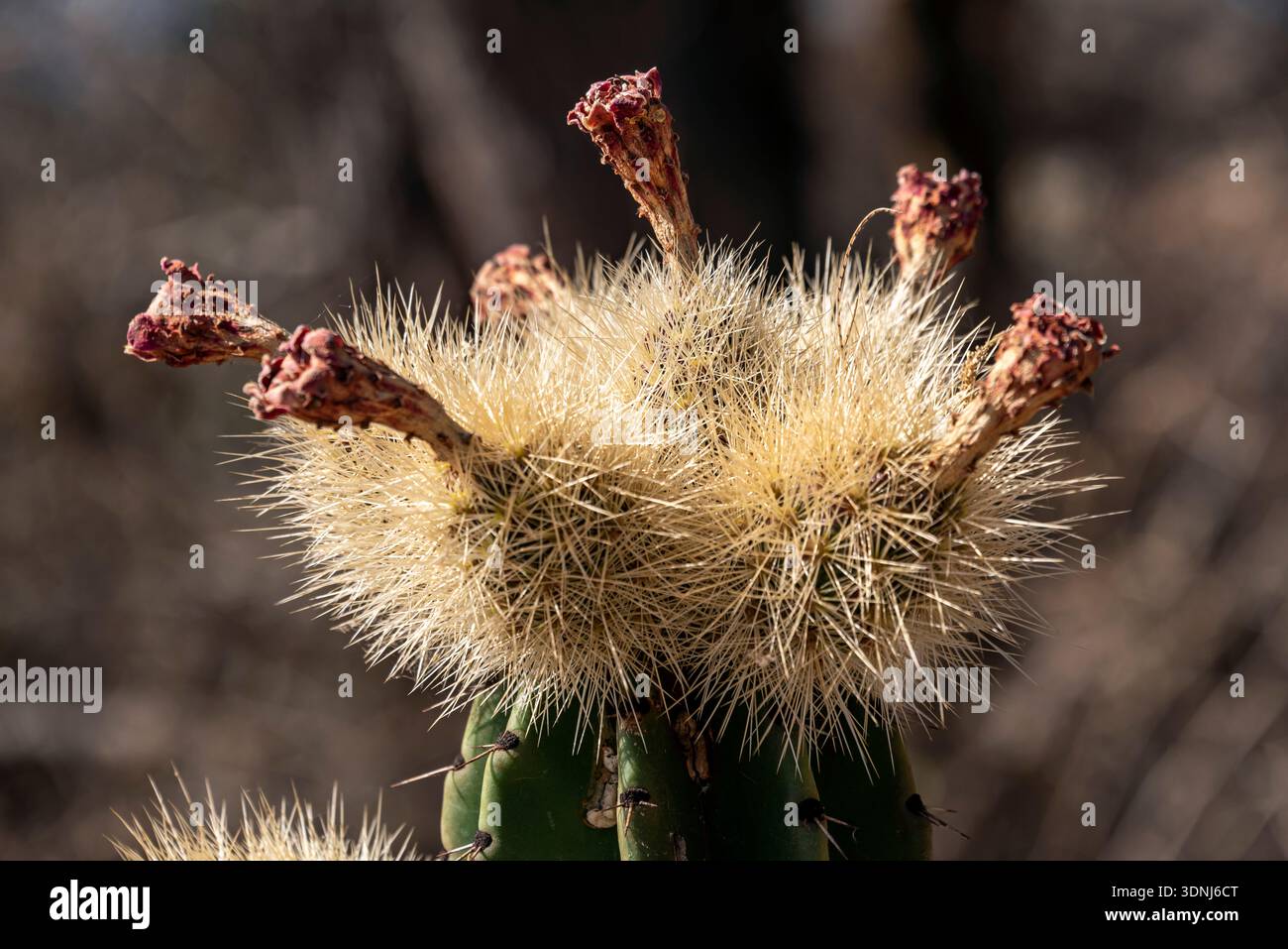 Pitaya cactus cultivation. Techaluta, Jalisco, Mexico Stock Photo - Alamy