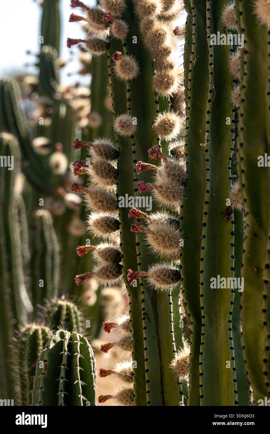 Pitaya cactus cultivation. Techaluta, Jalisco, Mexico Stock Photo - Alamy