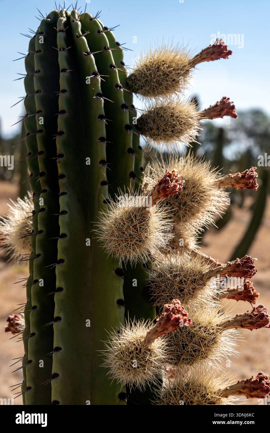 Pitaya cactus cultivation. Techaluta, Jalisco, Mexico Stock Photo - Alamy