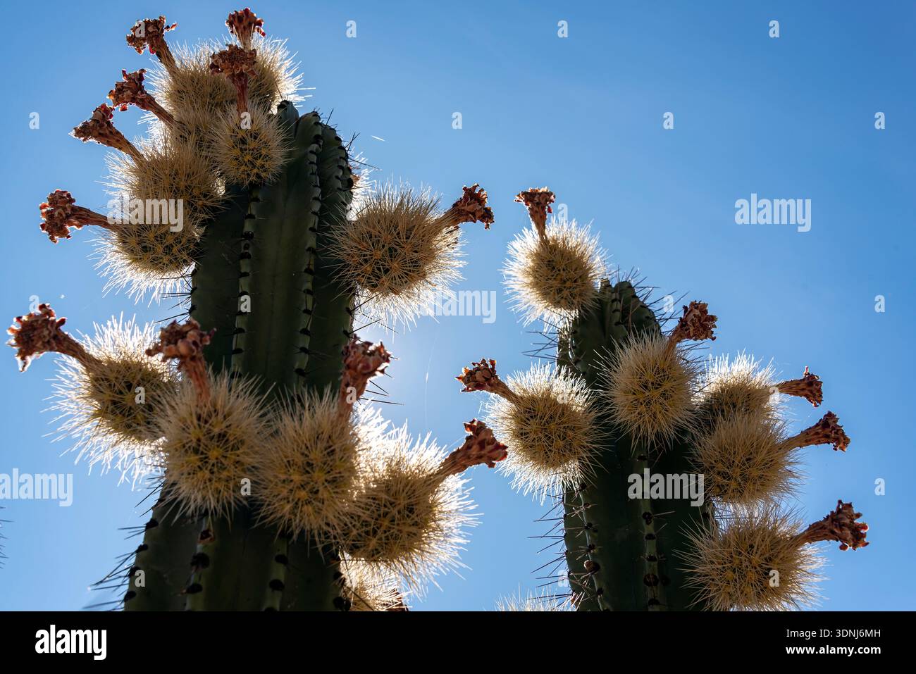 Pitaya cactus cultivation. Techaluta, Jalisco, Mexico Stock Photo - Alamy