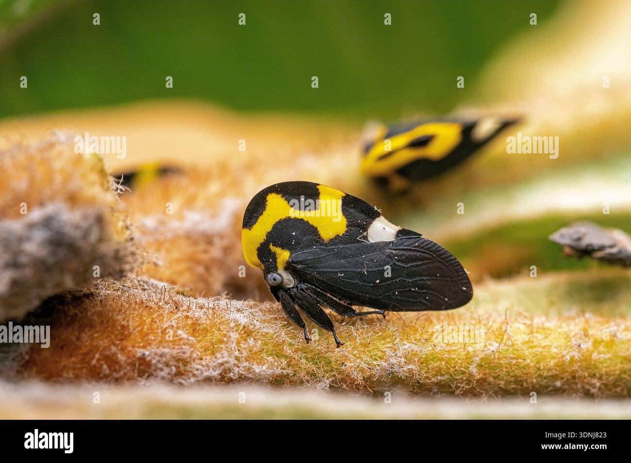 Harmful insect species hi-res stock photography and images - Alamy