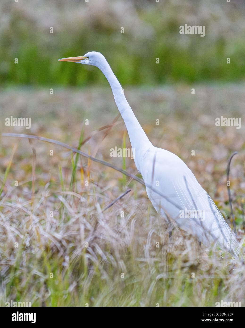 Great Egret close up - Ardea alba closeup - white egret plumage close-up detail w/ ptiloerection Stock Photo