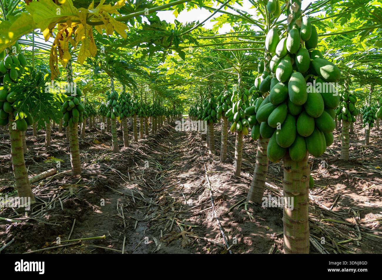 Papaya trees and crop. Tecoman, Colima, Mexico Stock Photo - Alamy