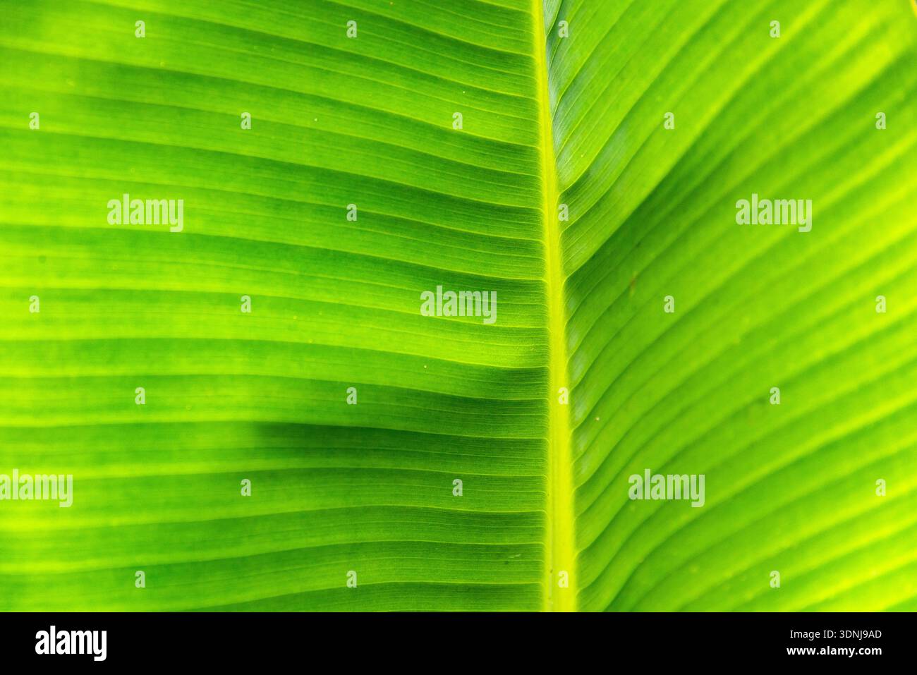 Banana plants and crop. Tecoman, Colima, Mexico Stock Photo - Alamy