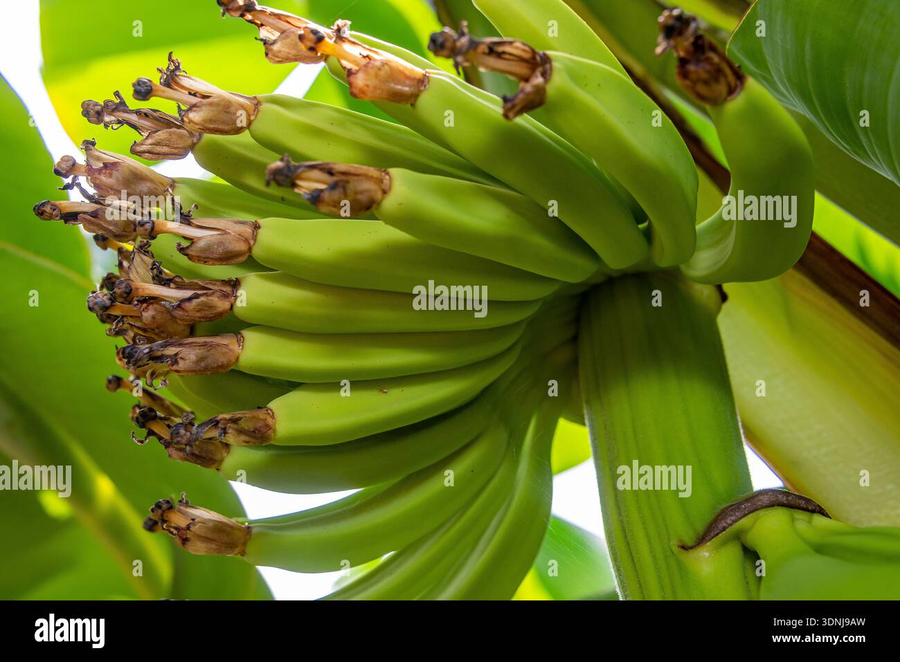 Banana plants and crop. Tecoman, Colima, Mexico Stock Photo - Alamy