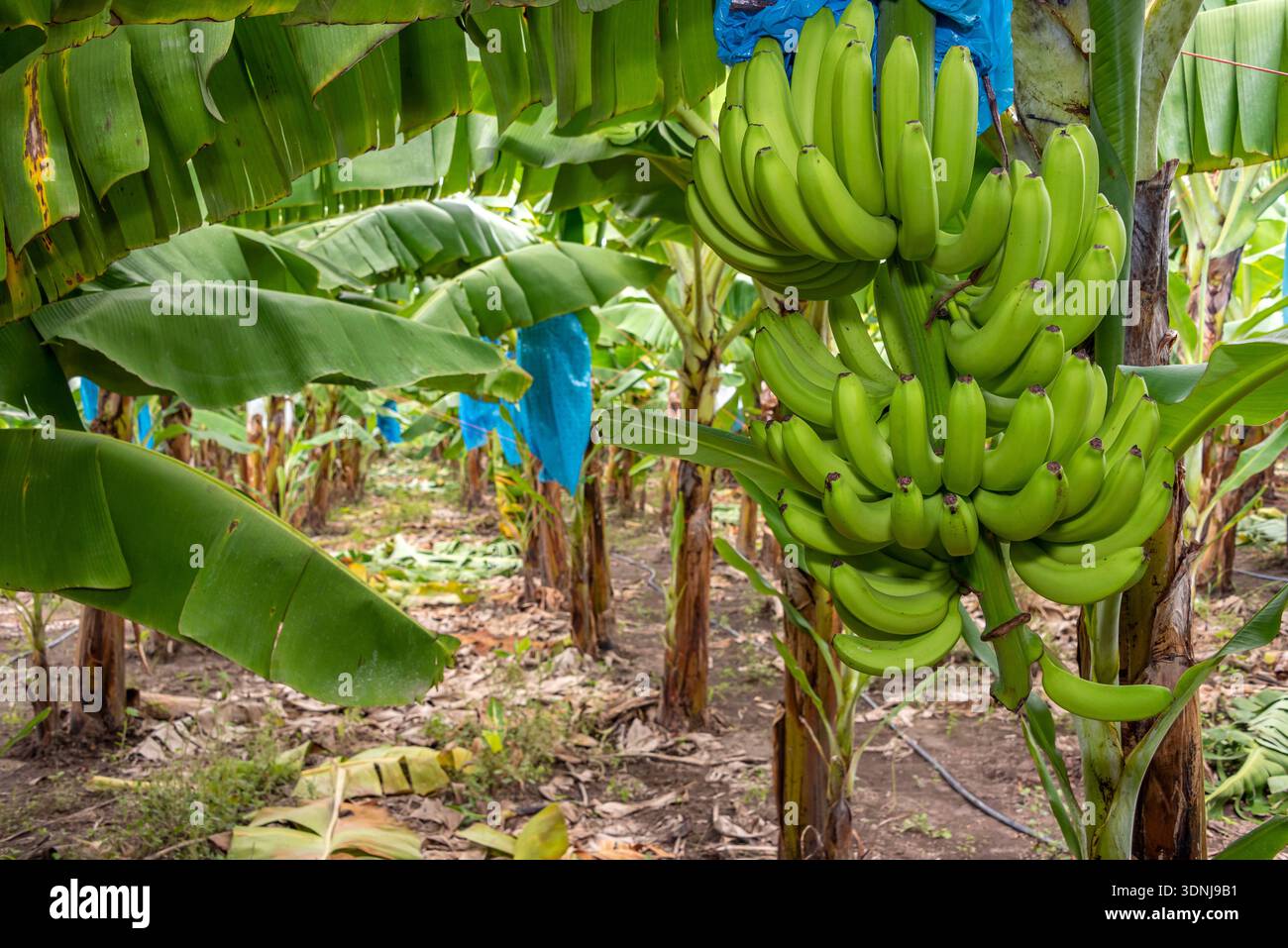 Banana cultivation mexico hi-res stock photography and images - Alamy