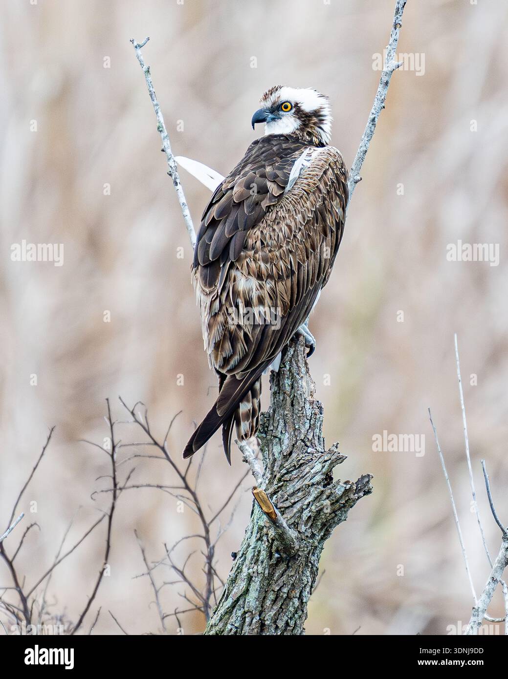 Osprey Pandion - haliaetus perched on broken dead tree aka. sea hawk fish hawk bird of prey - wetland birding for migrating raptor in Central Florida Stock Photo