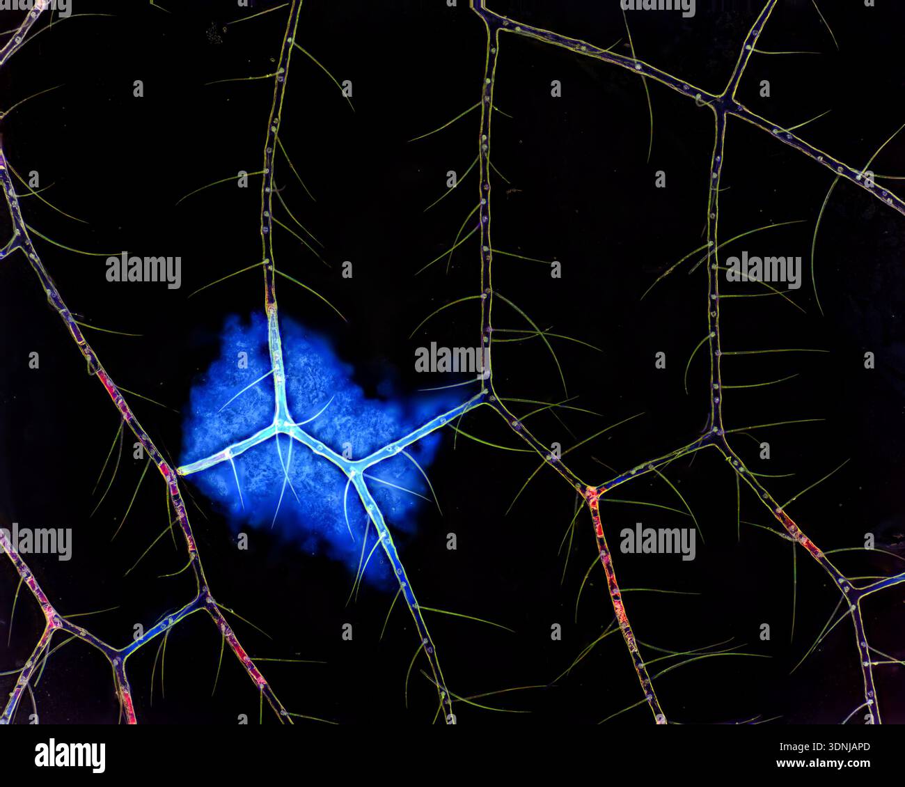Lacewing wing, polarised light micrograph. Stock Photo