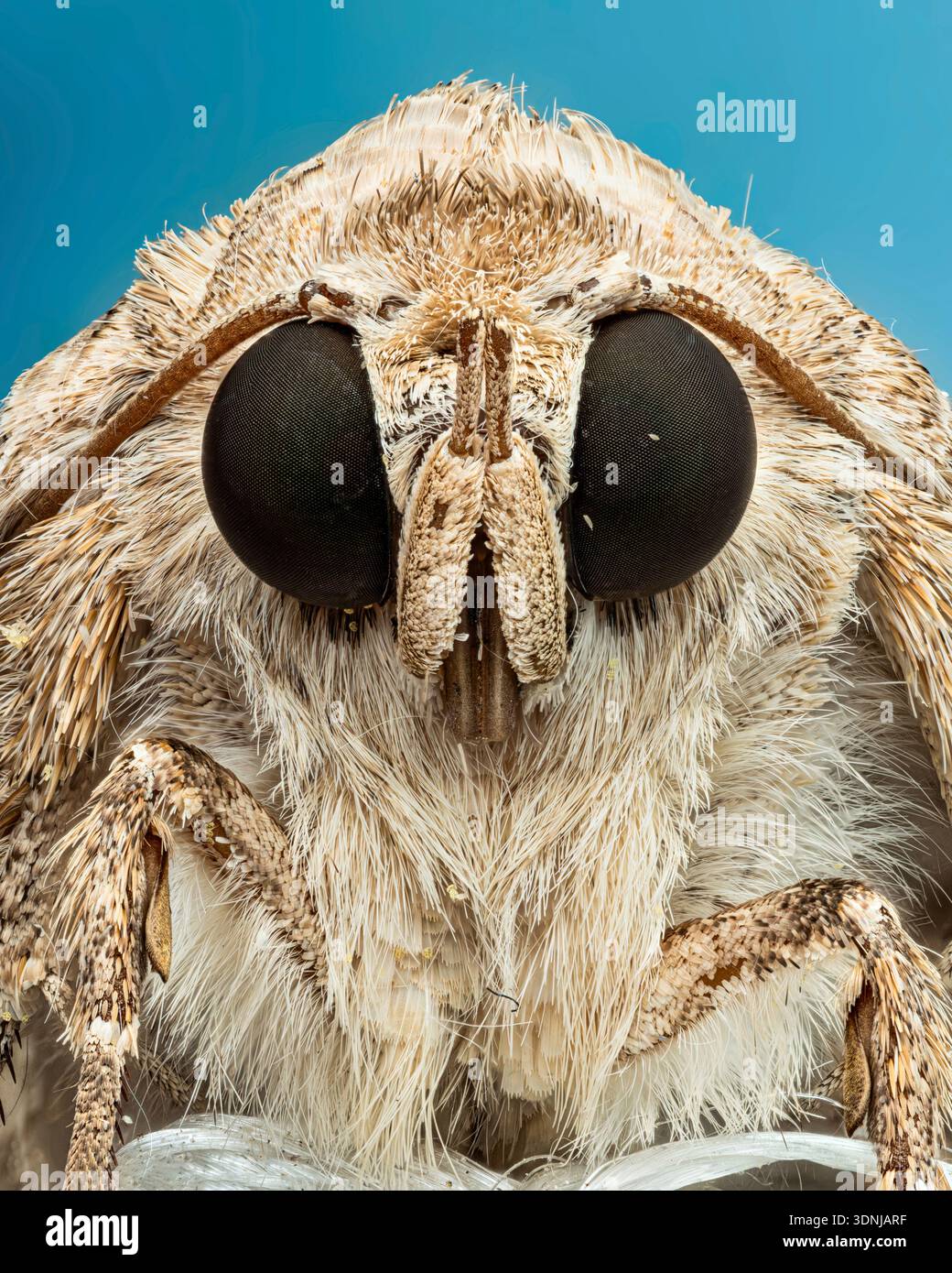 Robust tabby moth (Pandesma robusta). Stock Photo