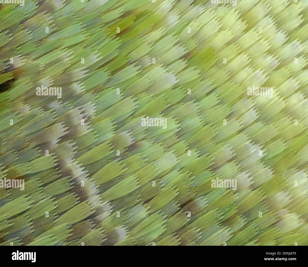 Eudocima sp. moth wing, light micrograph. Stock Photo
