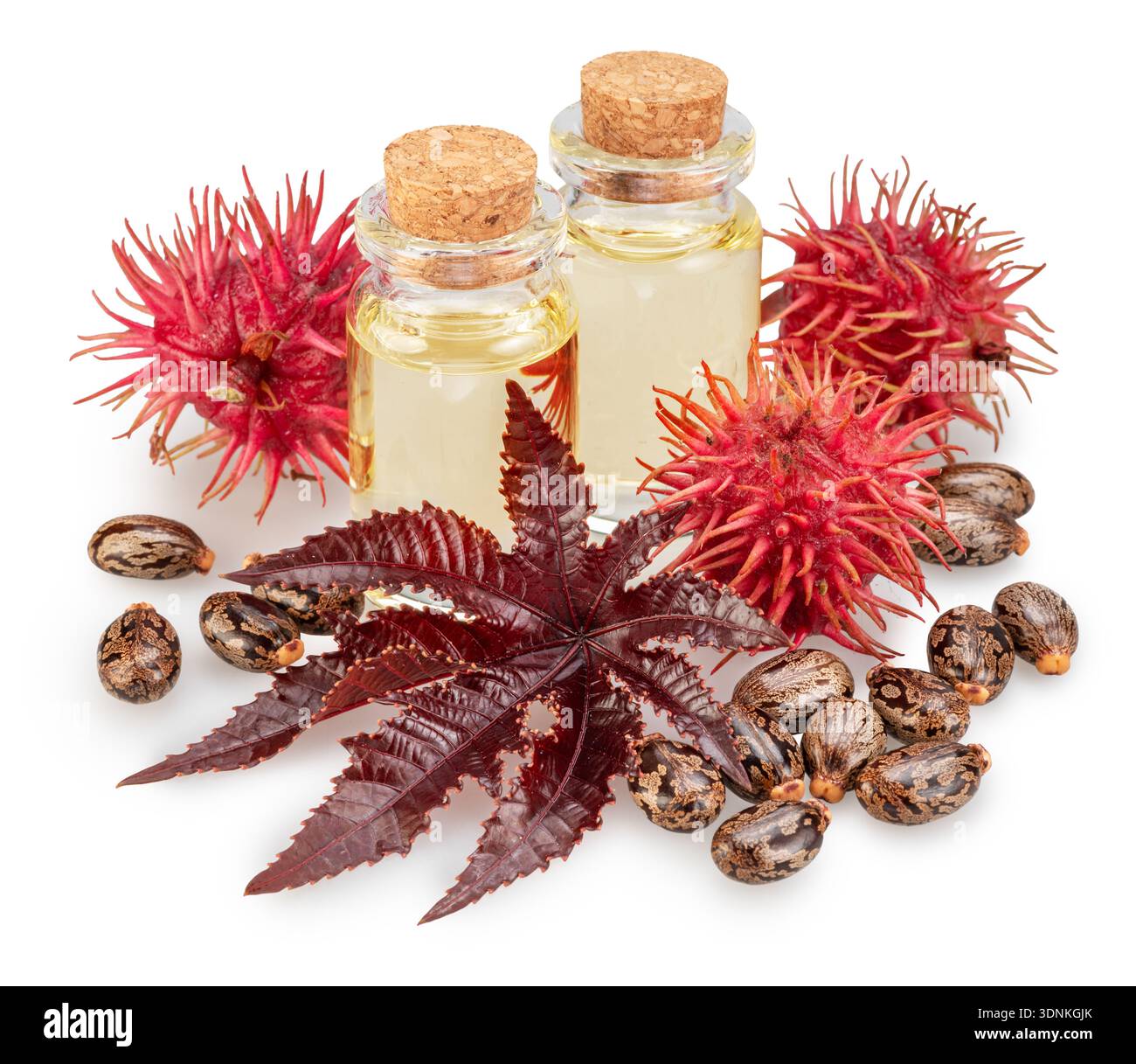 Castor oil and spiny capsules of Castor Oil plant on white background ...