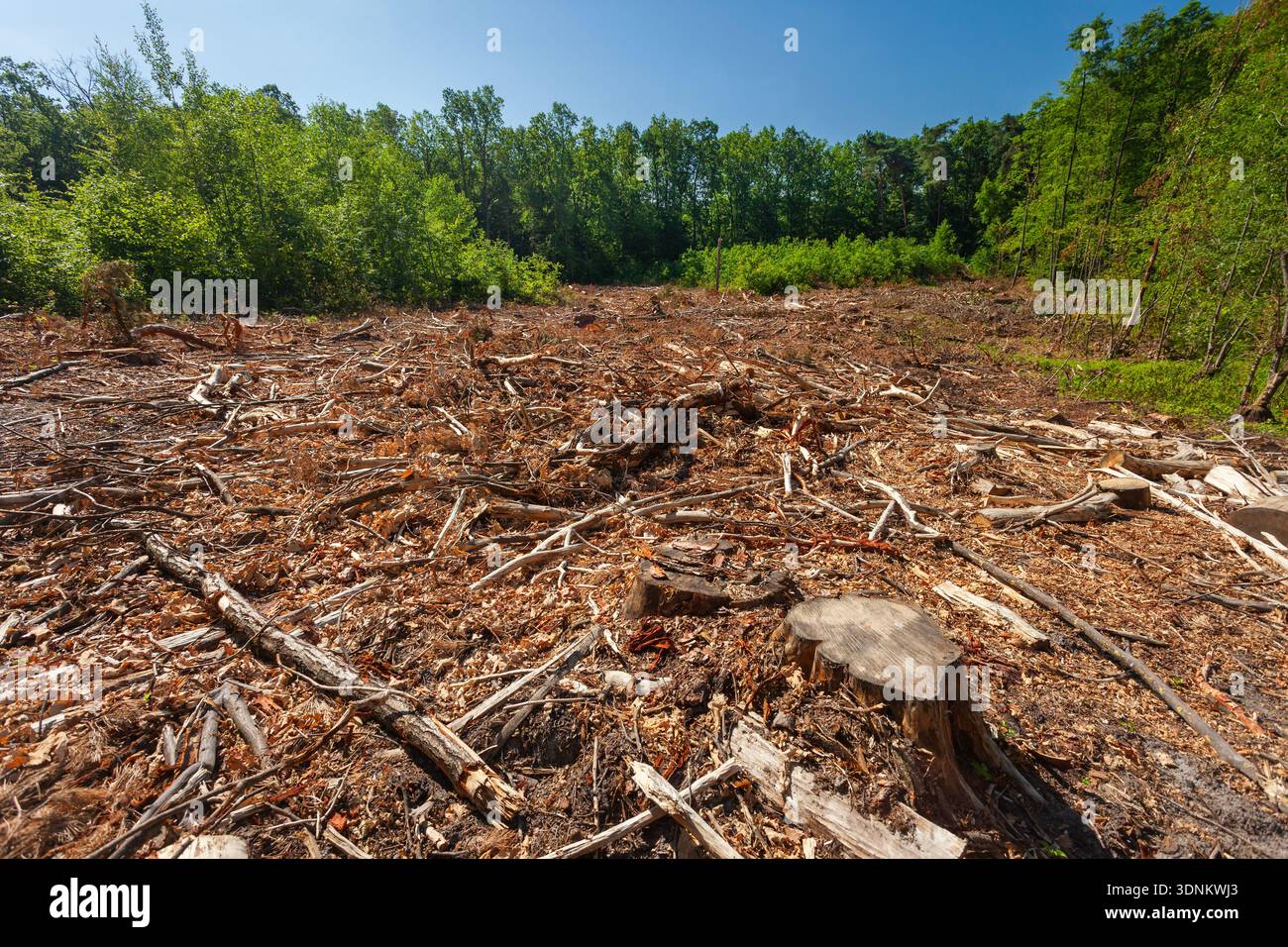 Clearing after a cut-down forest, summer day Stock Photo