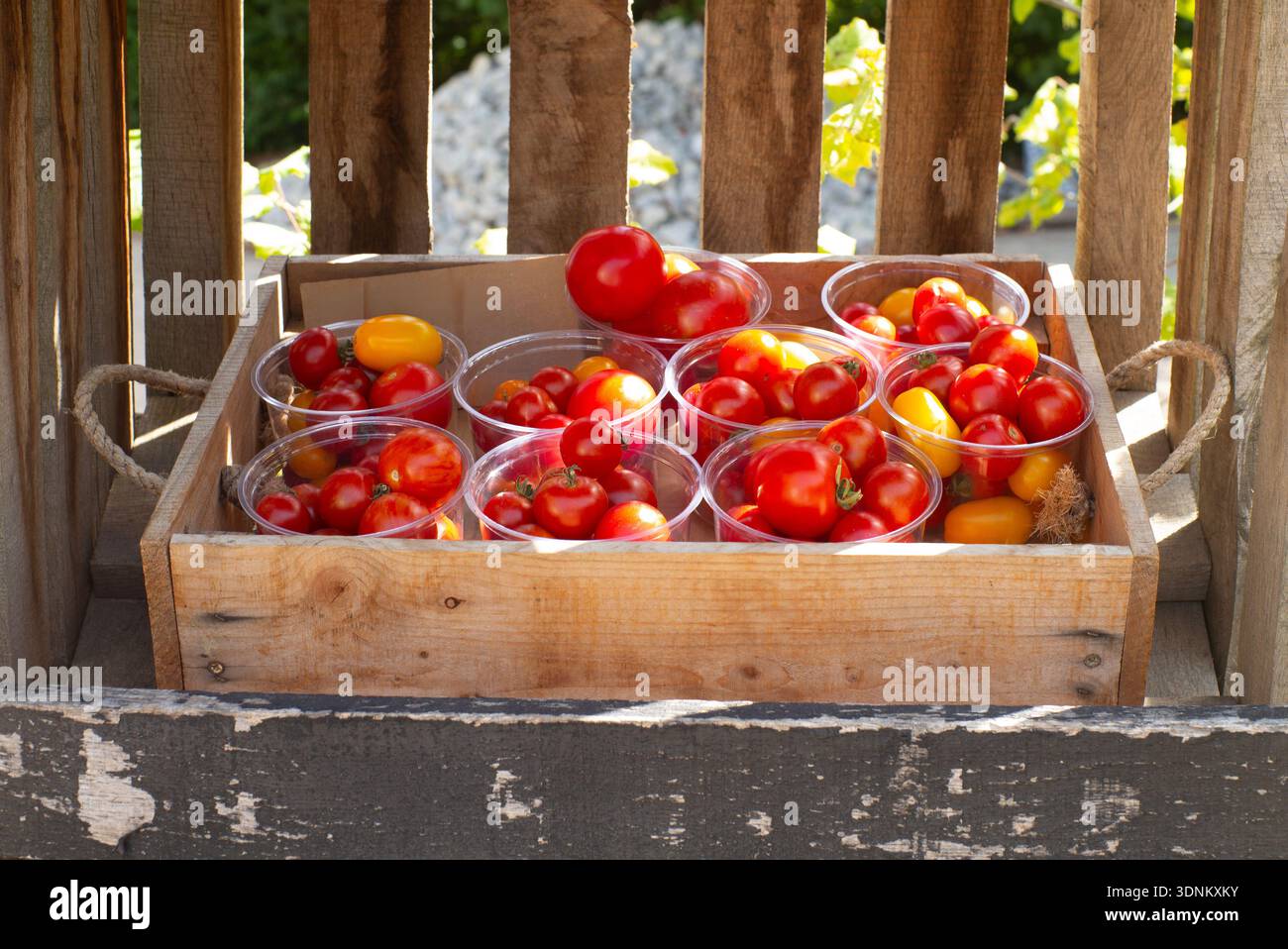 Freshly picked tomatoes Stock Photo