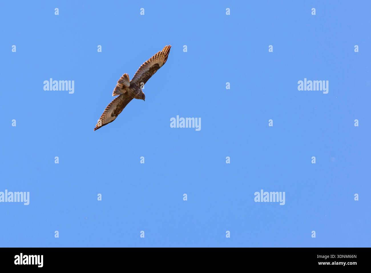 Buzzard flying at a the sky Stock Photo