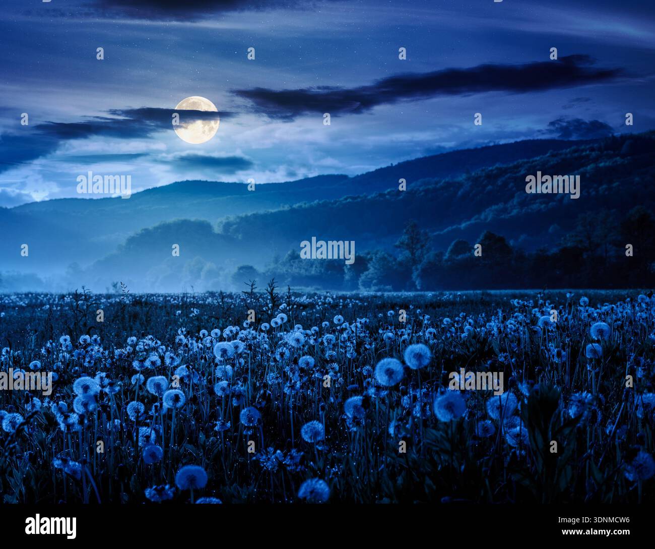 idyllic dandelion field in foggy landscape during springtime night. beautiful agricultural scenery with distant mountain in full moon light. mysteriou Stock Photo