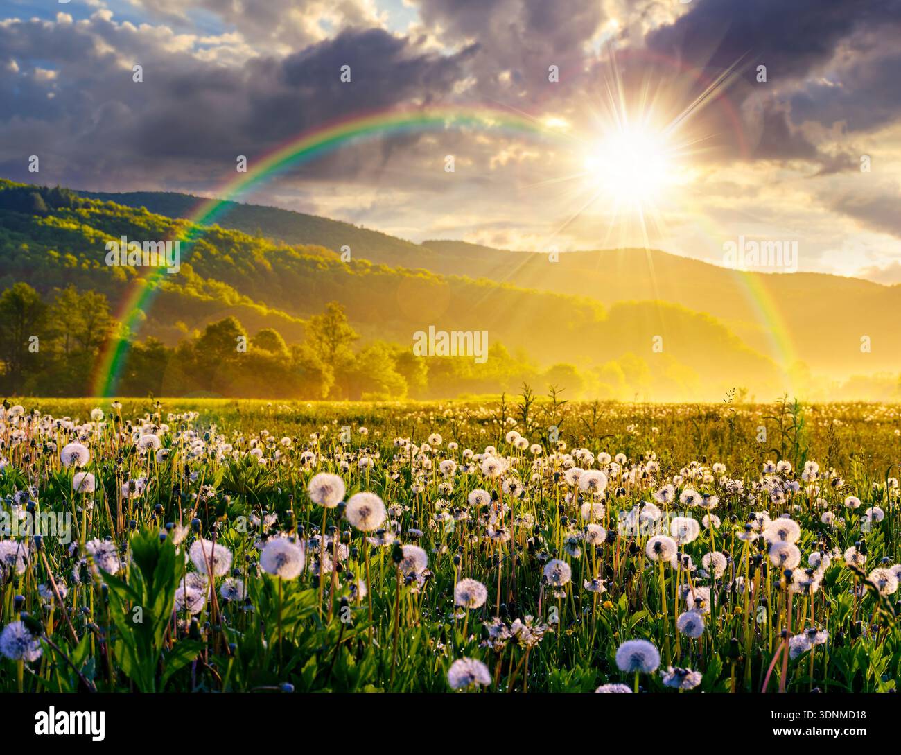 dandelion field in foggy landscape during springtime at sunset. beautiful agricultural scenery with distant mountain in evening light. sustainable pas Stock Photo