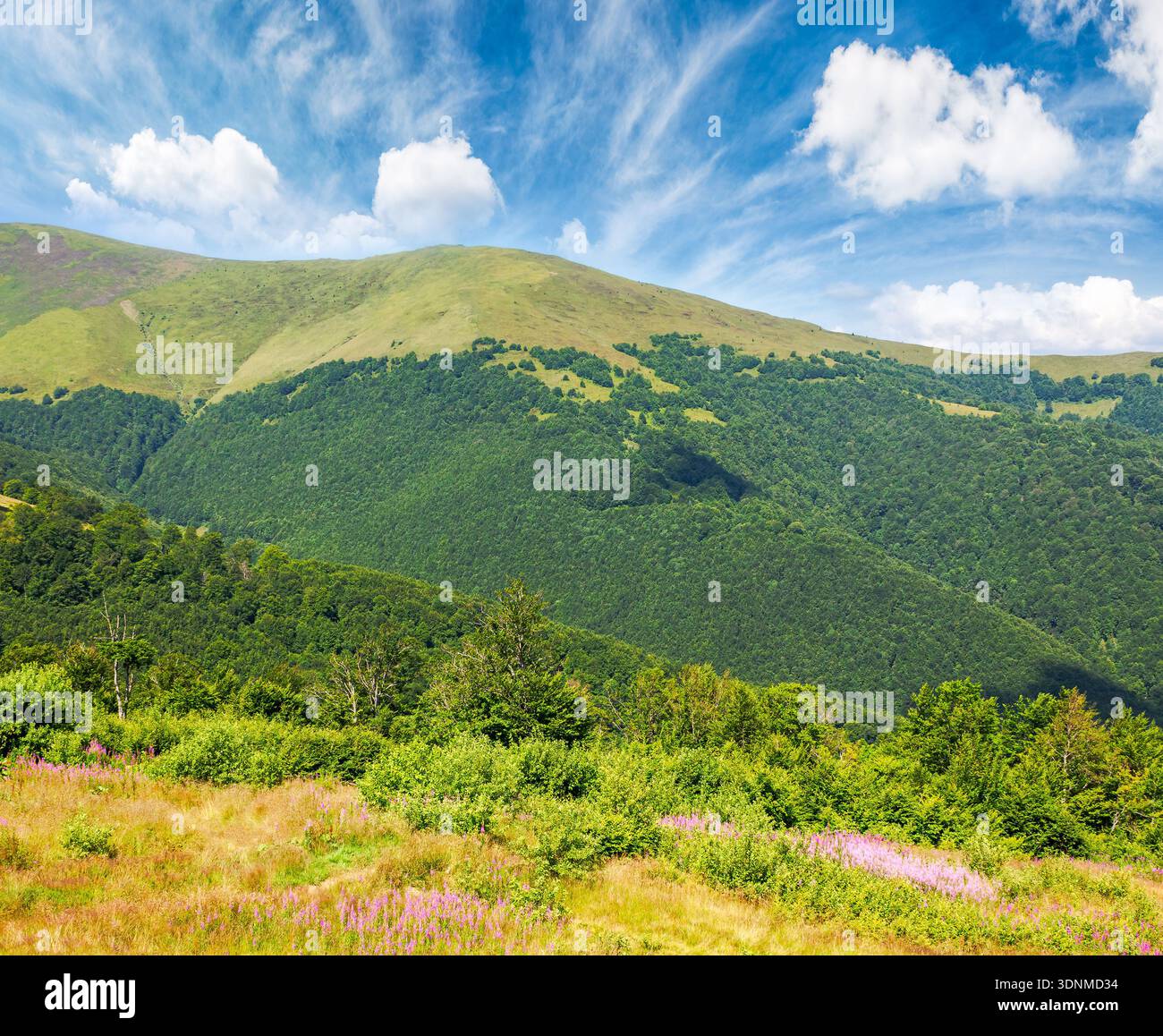 beautiful carpathian mountain landscape in summer. scenic view of green grassy hills with alpine forest. picturesque scene for outdoor tourism under b Stock Photo