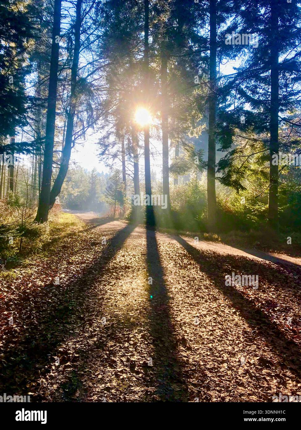 Atmospheric spring forest scene in Switzerland with golden sunbeams streaming through tall trees, casting dynamic shadows on the woodland floor. Stock Photo