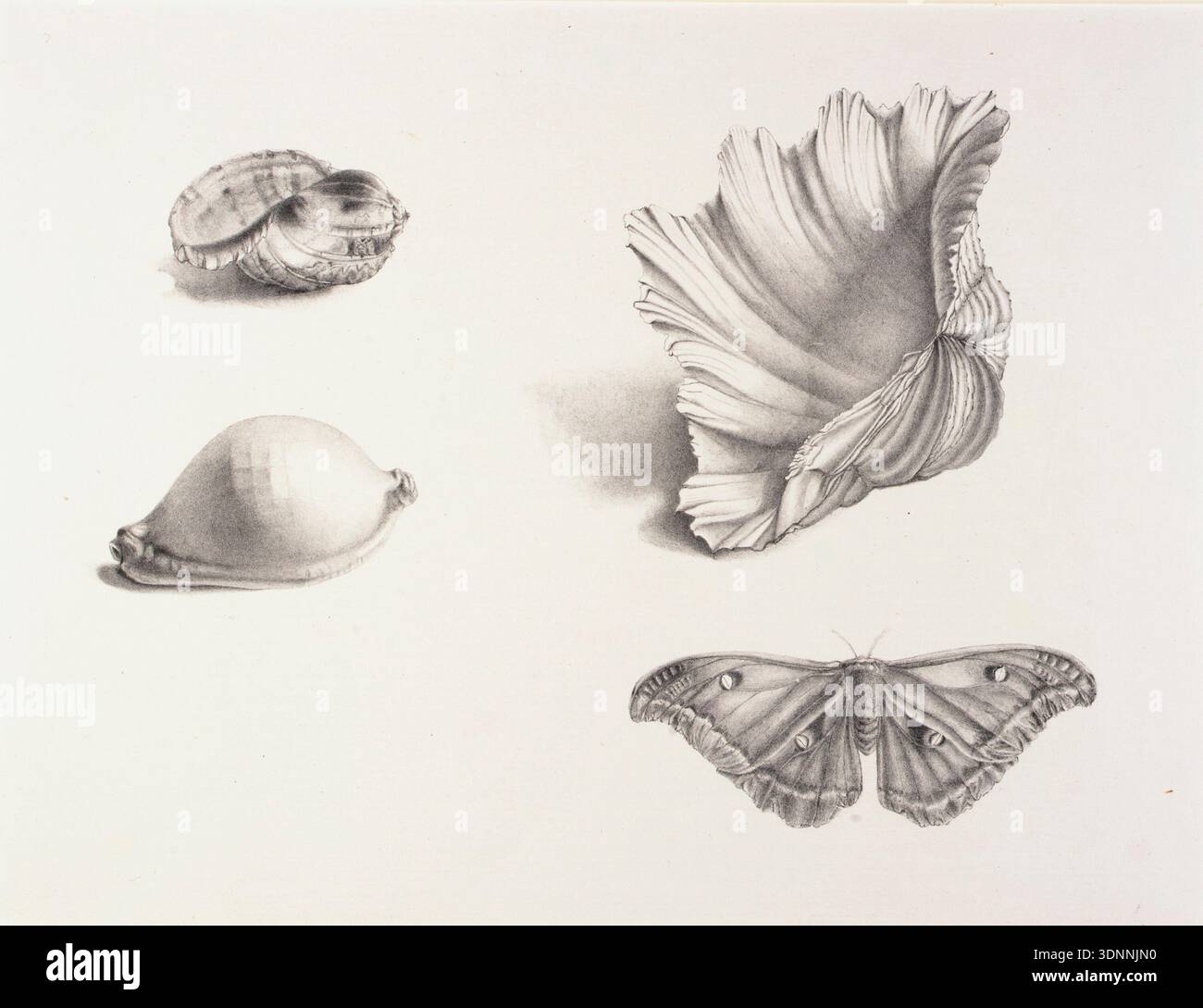 Historical illustration artwork titled Shells and Moth by Mary Fornance ...