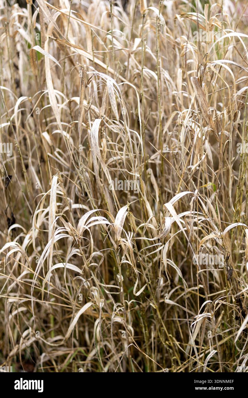 Dry beige grass background texture Stock Photo