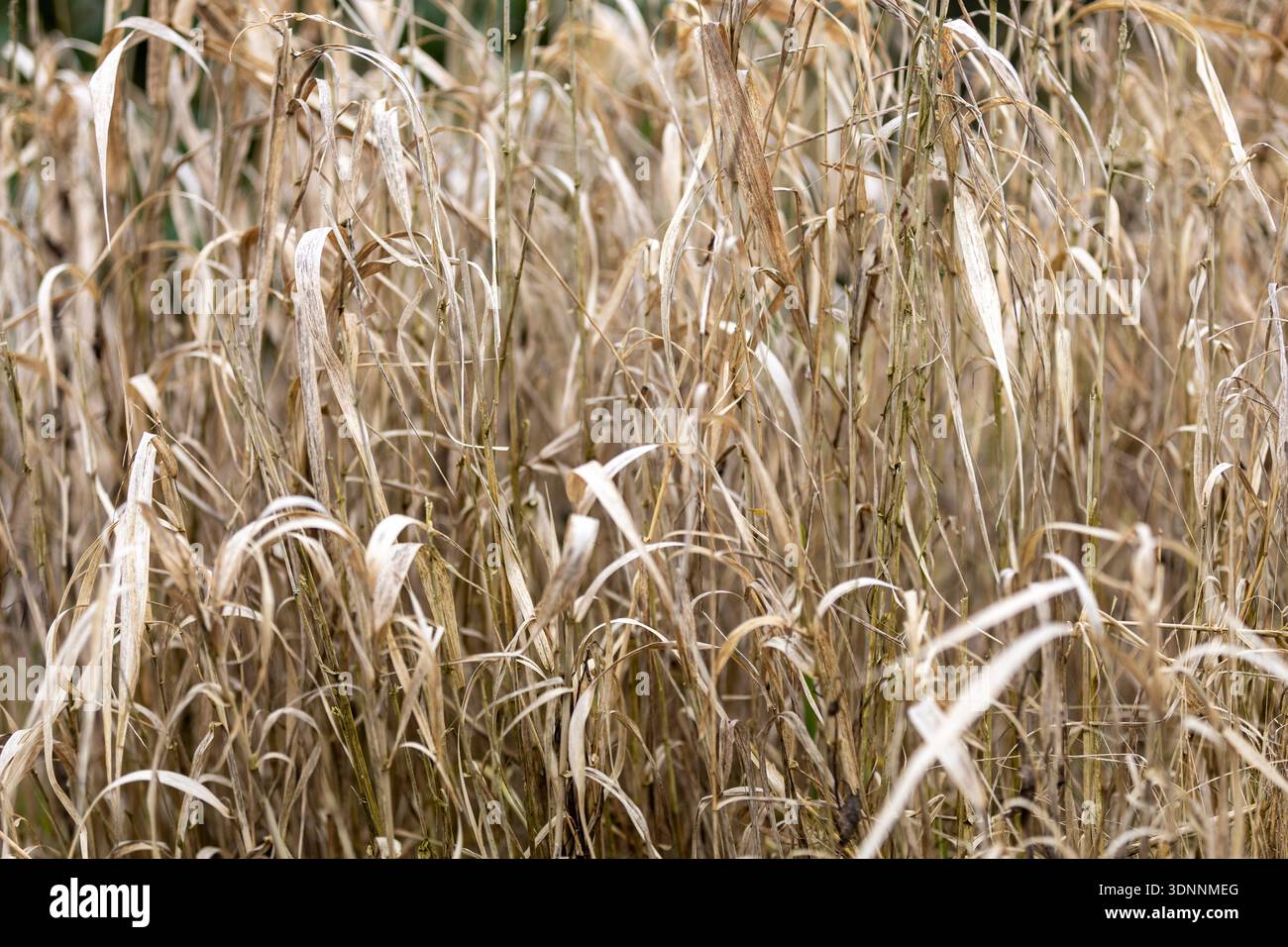 Dry beige grass background texture Stock Photo