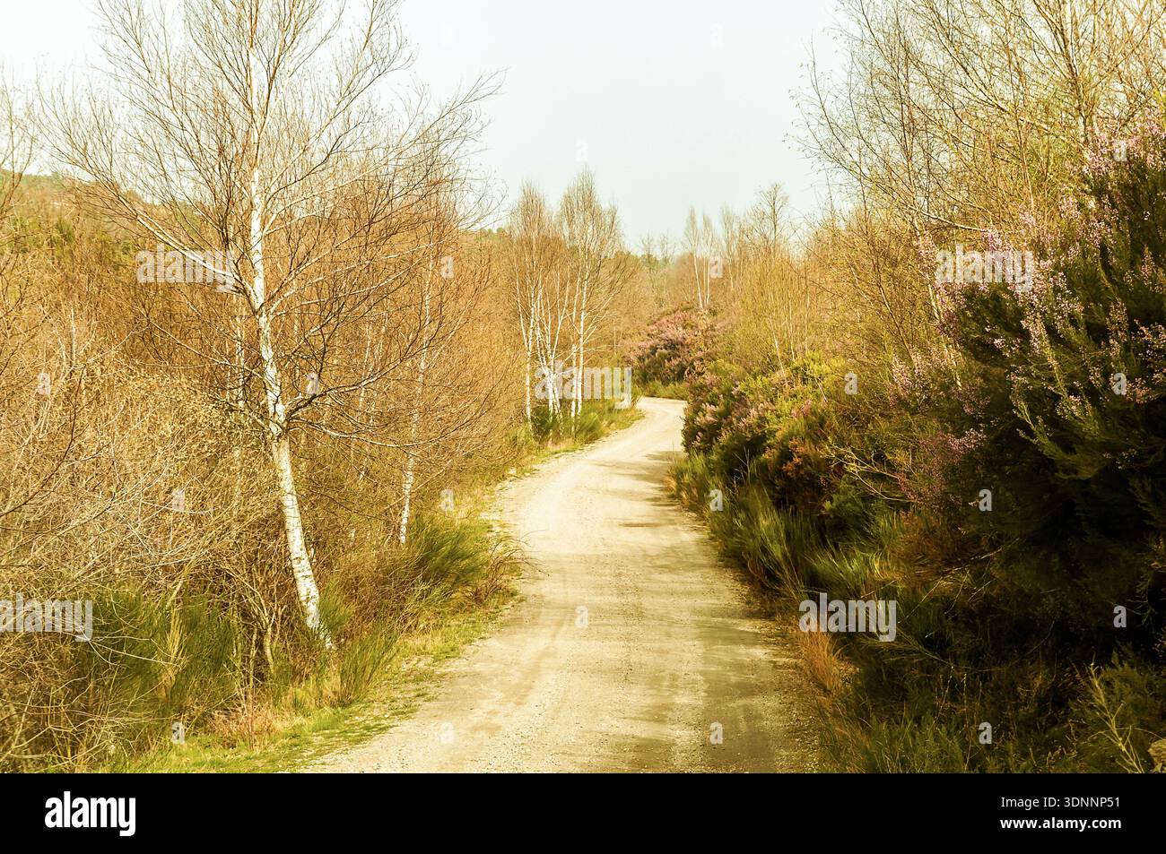 Winding path through trees and heather in the spring forest. Stock Photo