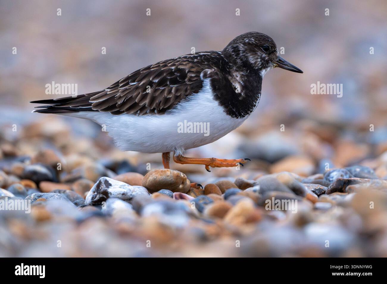 Turnstone from low angle on stony beach Stock Photo