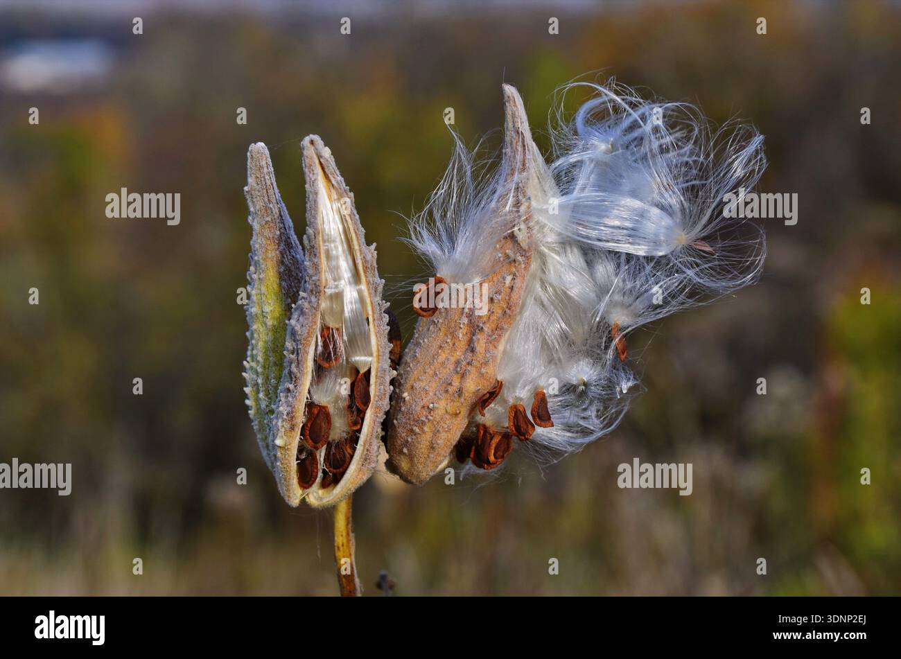 The milkweed ((Asclepias siraca)) splits seeds with white fluff at the end of maturation. Stock Photo