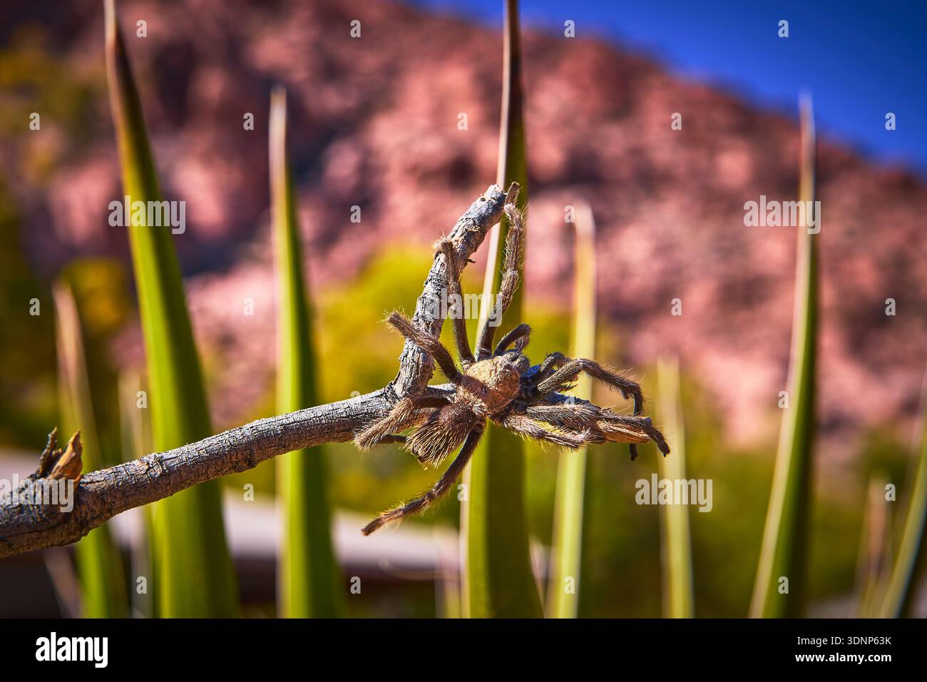 Tarantula on Branch with Calico Red Rock Canyon Background in Vibrant Desert Sunlight Stock Photo