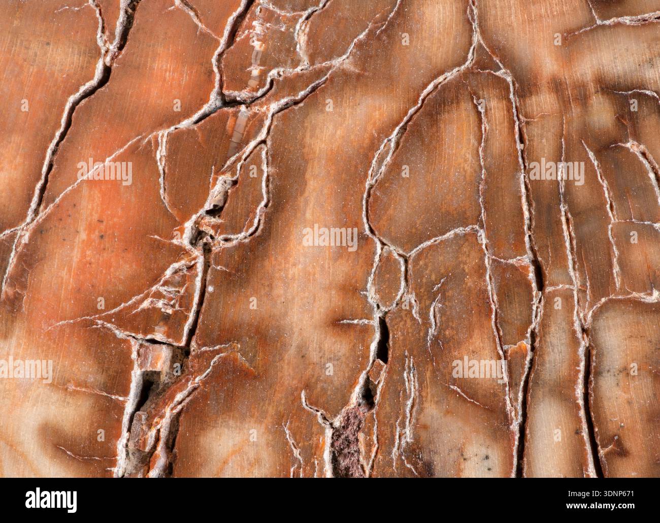 Stringwood Extinct Macro photograph of a piece of polished petrified wood of the species ...