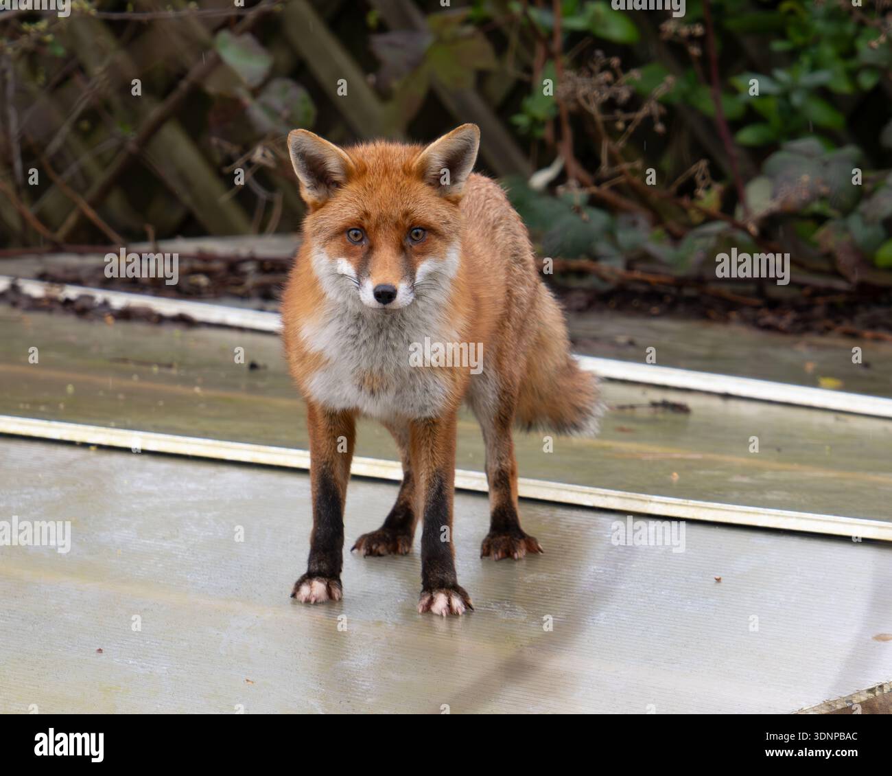 red fox [Vulpes Vulpes] in city garden UK Stock Photo - Alamy