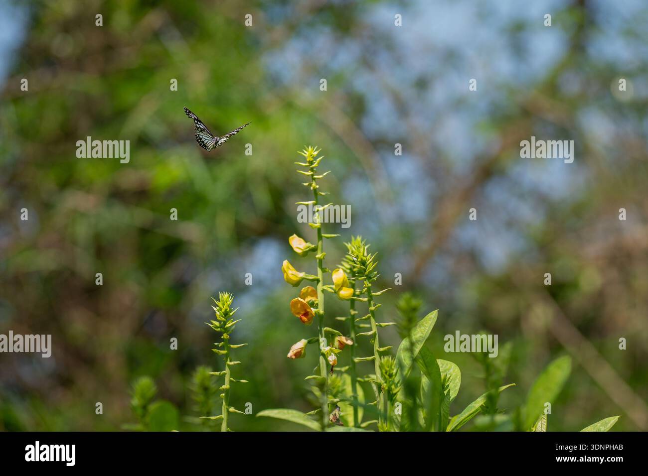 Tiger Butterfly in flight towards the flower to sip nectar from it. Stock Photo