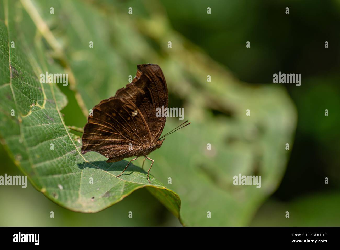 Common Evening Brown butterfly resting on the leaf. Stock Photo