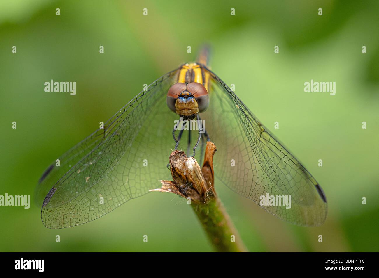 Yellow Dasher Dragonfly Front View Macro Portrait Stock Photo