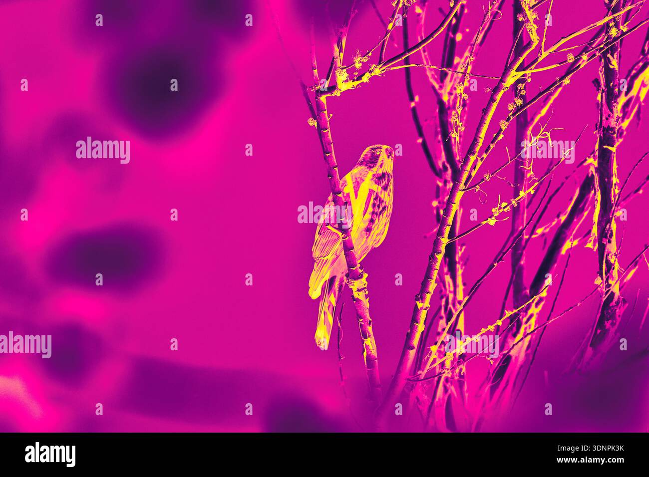 Hawk Perched Among Branches Infrared Gradient Wildlife Art Las Vegas Fall Stock Photo