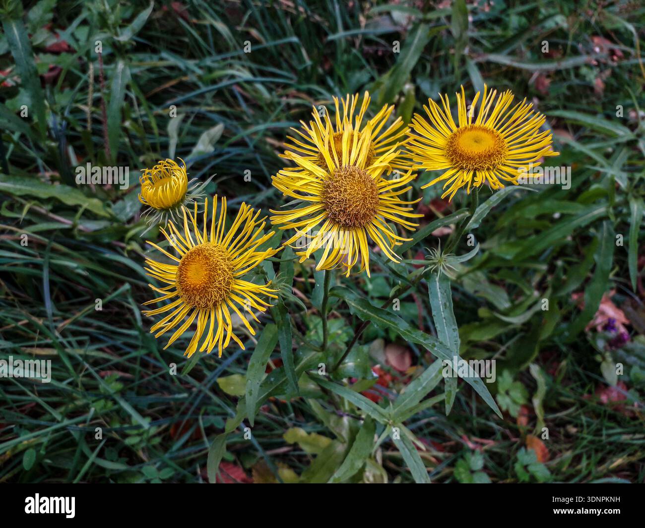 mountain tobacco plant Wild tobacco plant hi-res stock photography and images