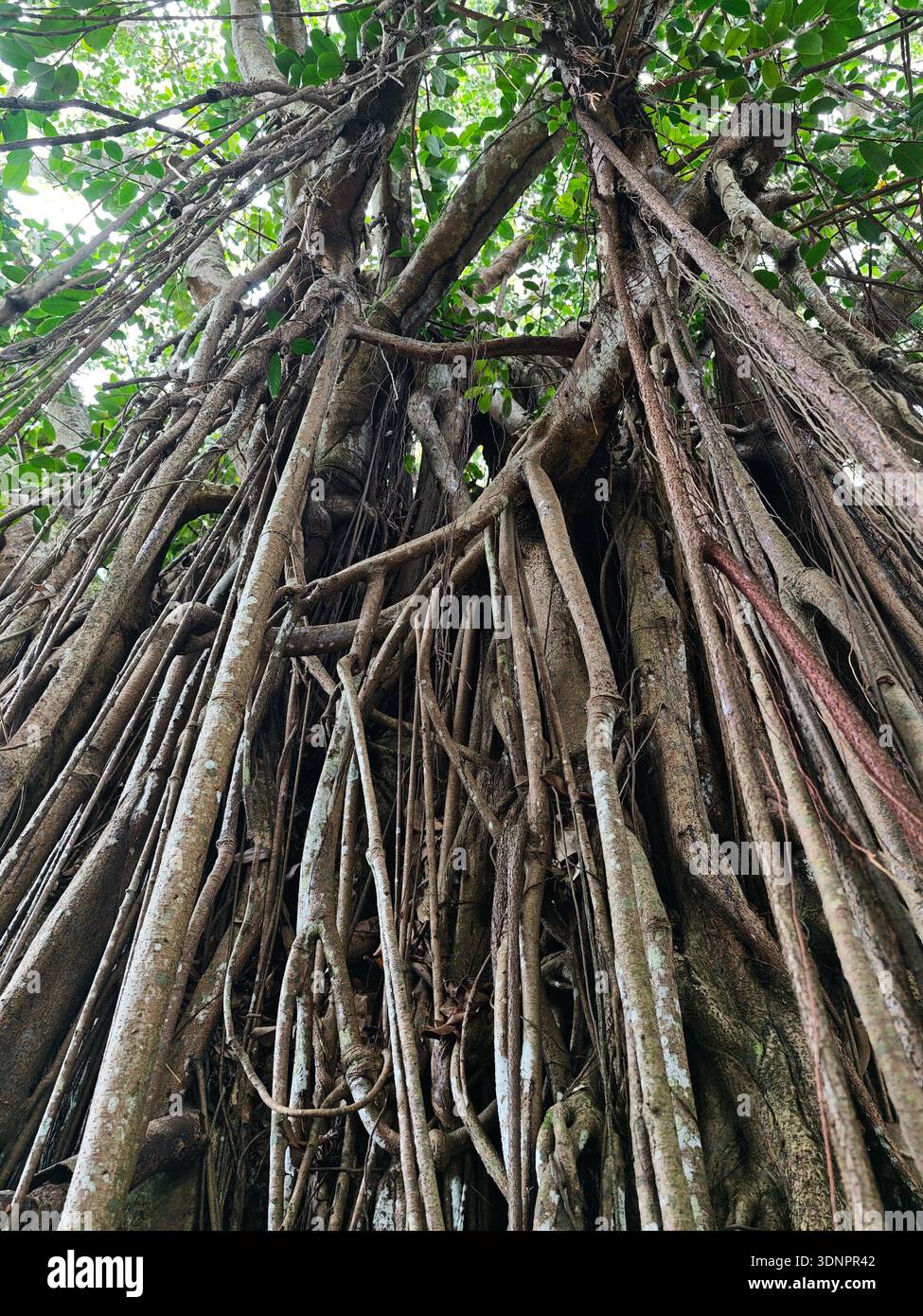 Aerial Roots Of Banyan Tree