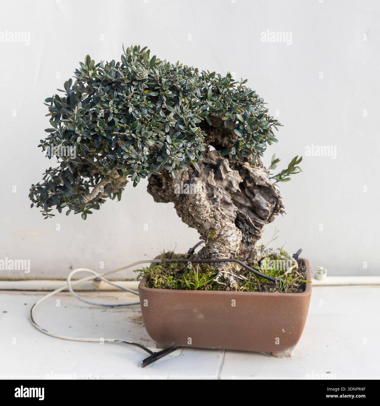 Olea europaea olive bonsai tree with a thick textured trunk in a brown pot.  drip irrigation Stock Photo - Alamy