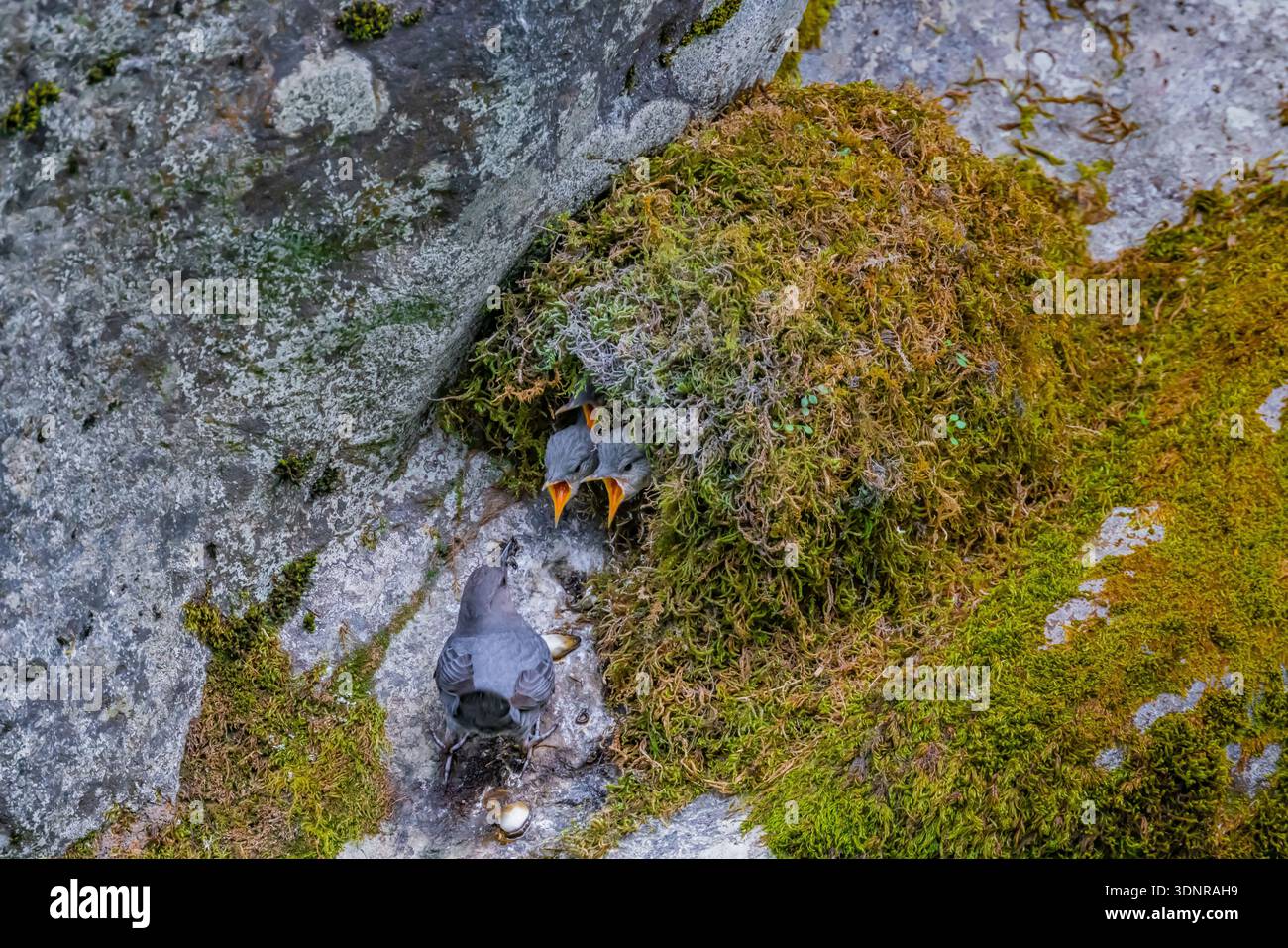 American Dipper Cinclus Mexicanus Adult Feeding Chicks With Multiple Photo Inspiration